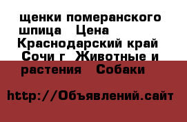 щенки померанского шпица › Цена ­ 15 000 - Краснодарский край, Сочи г. Животные и растения » Собаки   